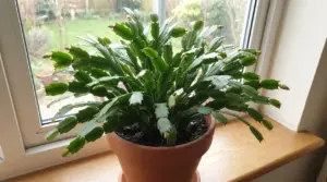 Cactus di Natale in vaso con boccioli non ancora aperti su davanzale interno