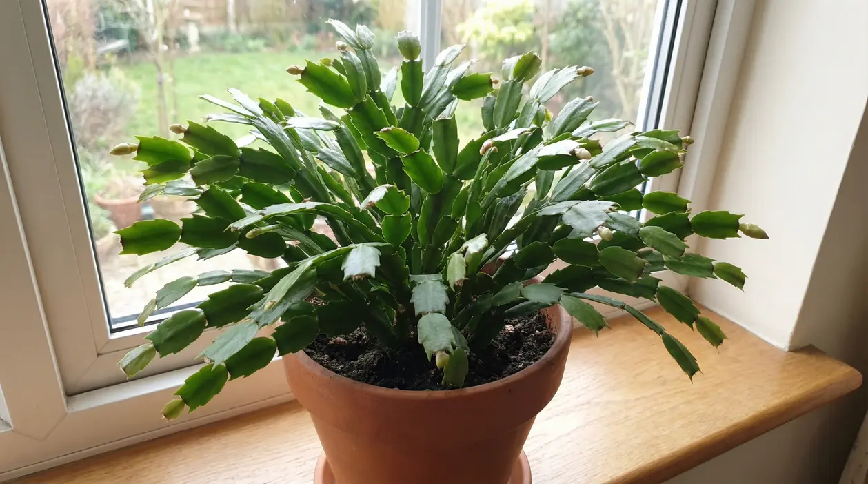 Cactus di Natale in vaso con boccioli non ancora aperti su davanzale interno