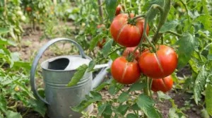 Pomodori spaccati su una pianta in orto con annaffiatoio vicino