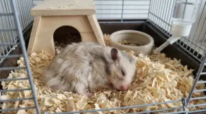 Criceto addormentato nella lettiera della sua gabbia vicino a una casetta di legno