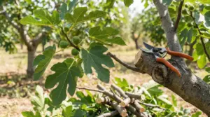 Ramo di fico appena potato con forbici da potatura appoggiate sul tronco