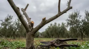 Ramo di ulivo potato con cesoie appoggiate a terra in un oliveto