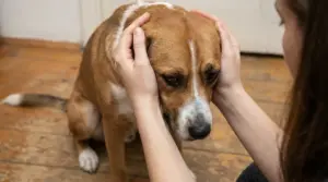 Cane dall'espressione triste confortato da una persona in casa