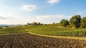 Terreno agricolo con vigneti su colline e una casa rurale in lontananza sotto cielo sereno